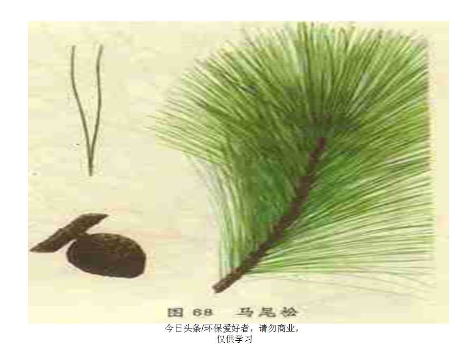 认识植物从身边开始,认识植物的根茎叶各个部分