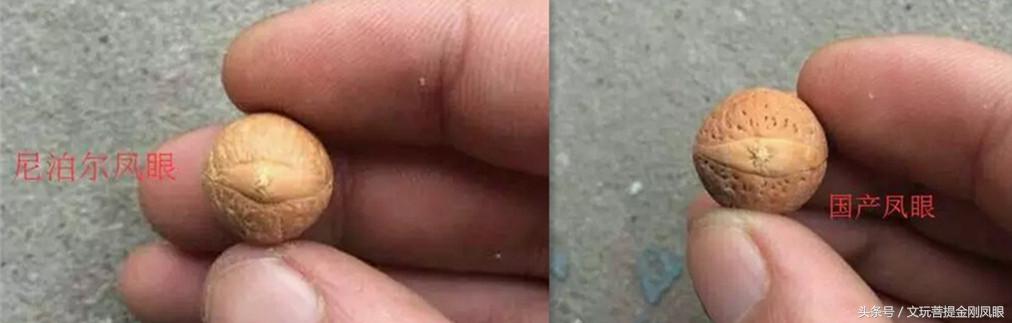 冒充凤眼菩提的核,凤眼菩提啥仿的