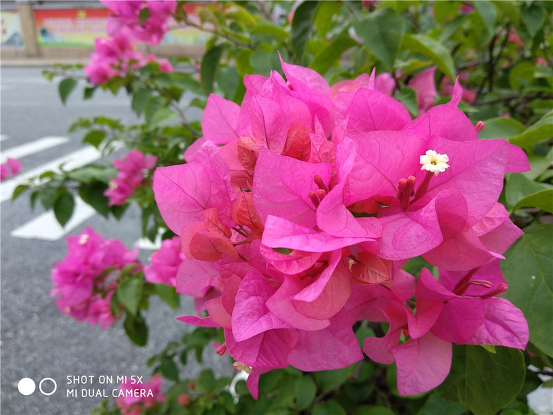 剑指线下新零售小米5x详细评测,小米5x在哪里买比较好