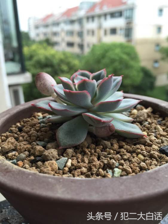 多肉植物里长蘑菇,100种神奇的多肉植物