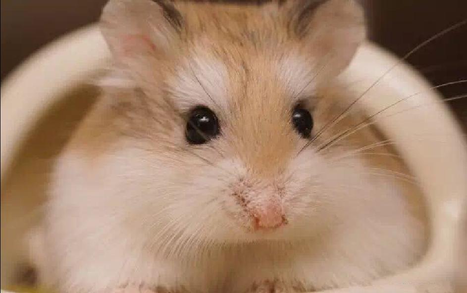 可爱的小仓鼠喜欢吃什么食物,养仓鼠仓鼠喜欢吃什么东西