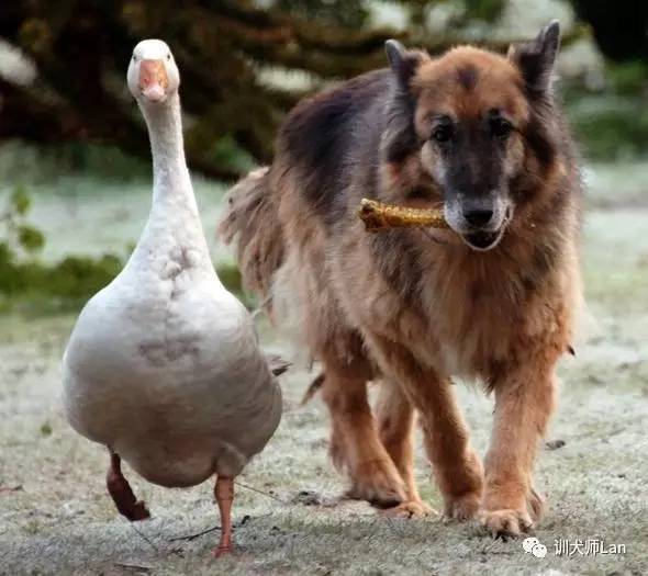 怎么让狗克服恐惧,怎么克服怕狗的恐惧心理