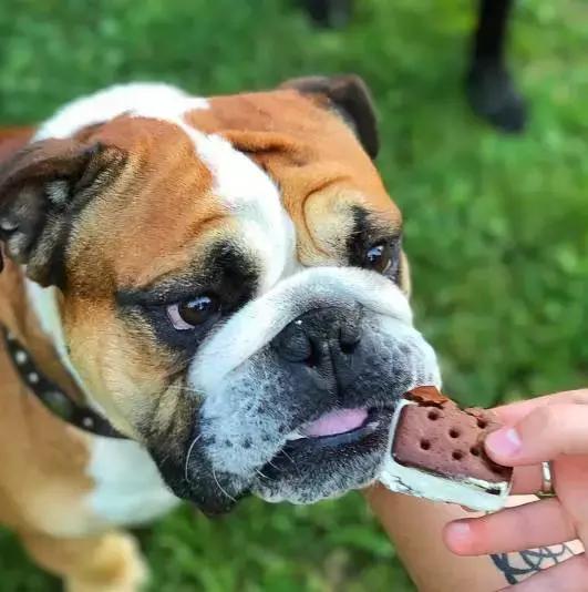 斗牛犬各种疾病的表现,斗牛犬突然后腿站不稳怎么治