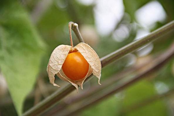 这10种水果外国人听都没听说过，中国人几乎全都认识