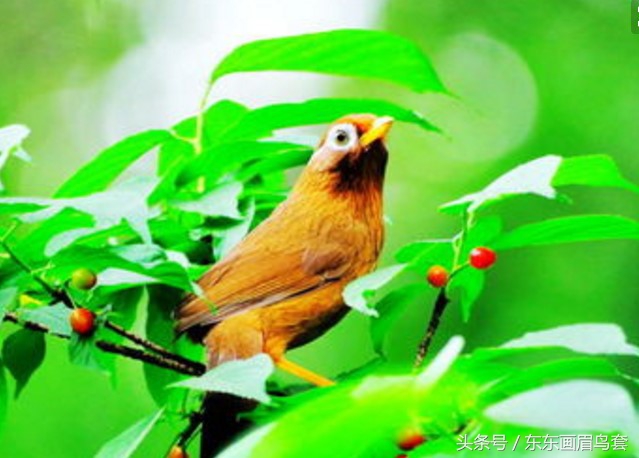 画眉鸟换毛期间喂什么活虫最好,画眉鸟换羽期要吃什么