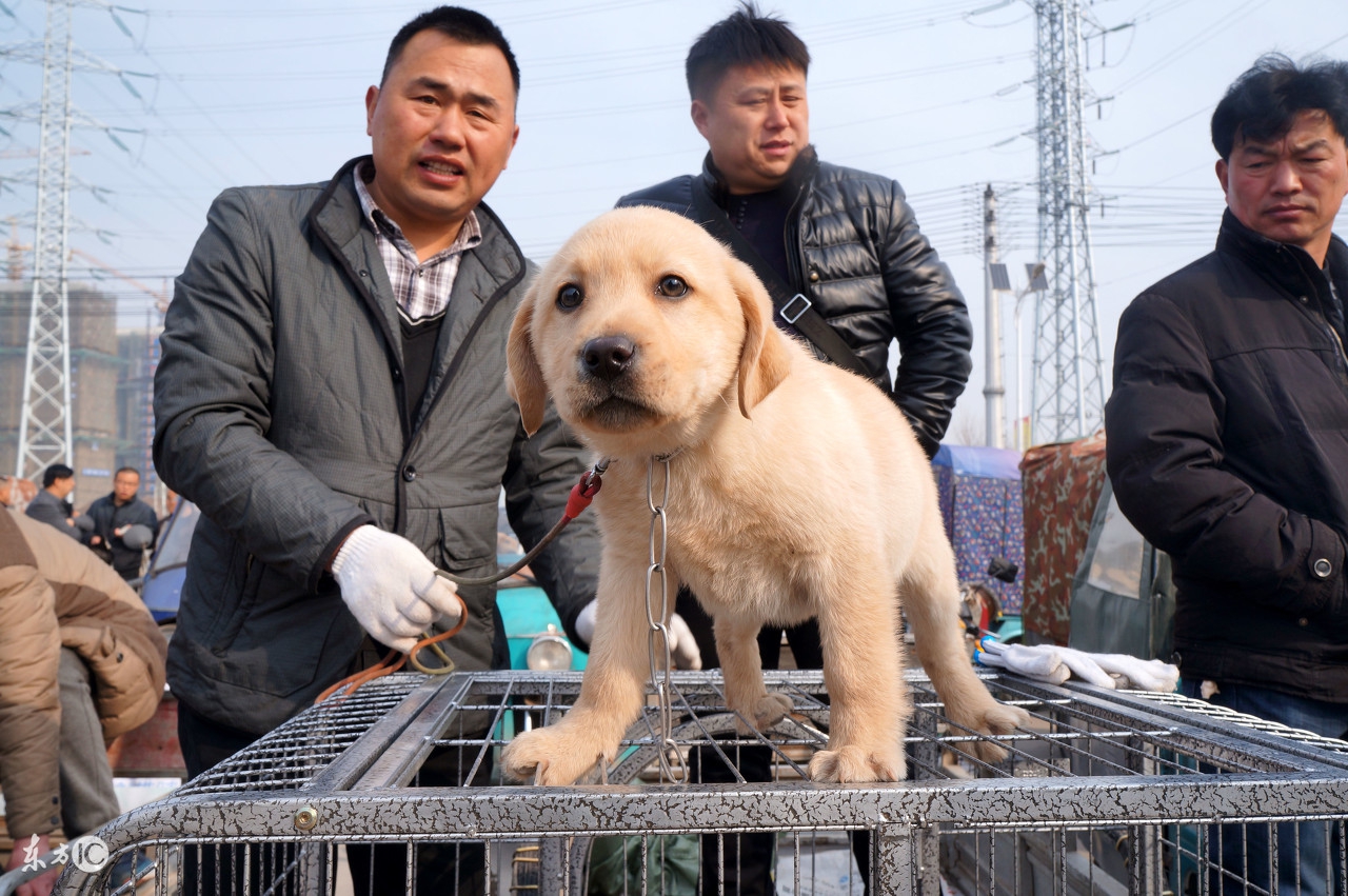在网上买狗狗被代购忽悠,网上买狗被套路