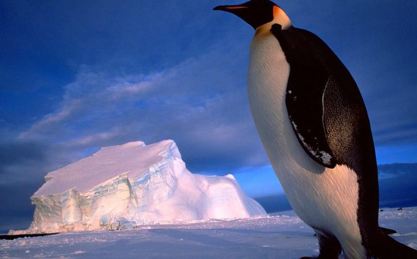 企鹅号新手期如何开通原创,企鹅号如何开通原创功能