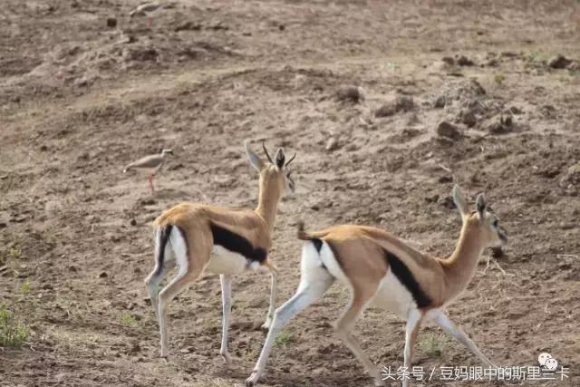 风动？树动？心动！致你，Kenya