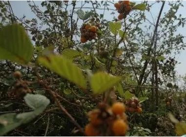 常见中草药图片及讲解,身边常见的中草药功效大全