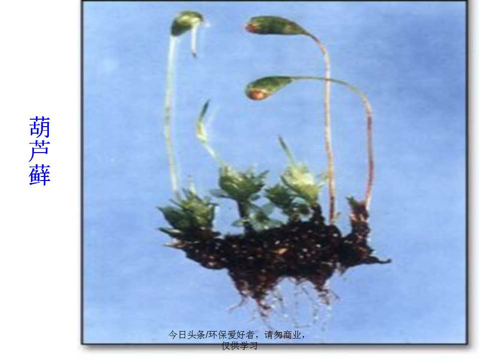 认识植物从身边开始,认识植物的根茎叶各个部分