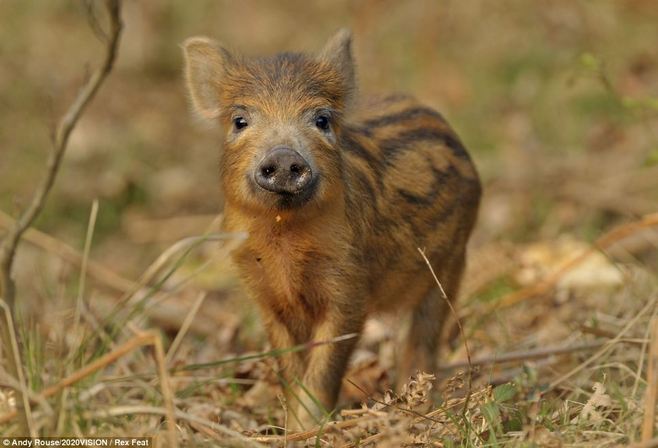 度朔山纪共2册小说阅读,度朔山小说内容