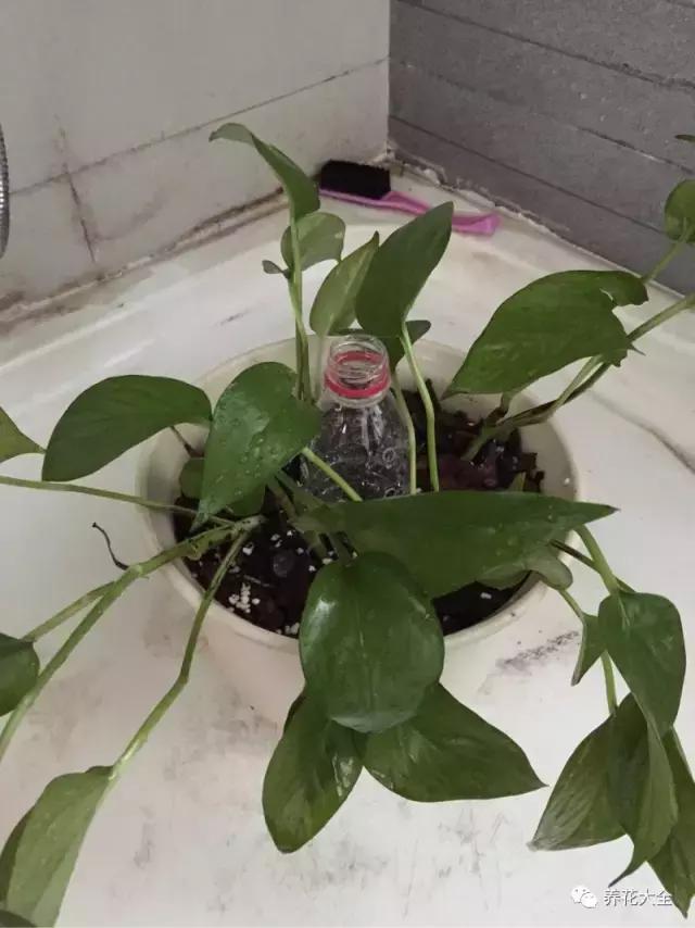 小小的绿萝，竟然完爆你家其他花，甩出十条街都不止！