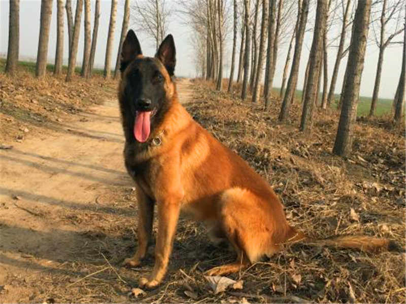 养杜高犬的技巧,杜高犬小时候该怎么养