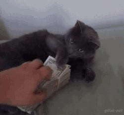 养一只猫咪需要多少钱,没有钱可以养猫咪吗