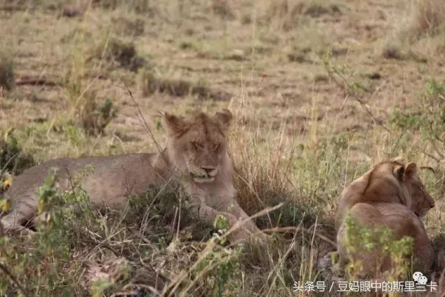 风动？树动？心动！致你，Kenya