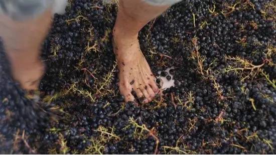 国外葡萄酒是用脚踩的吗,脚踩出来的葡萄酒好喝吗