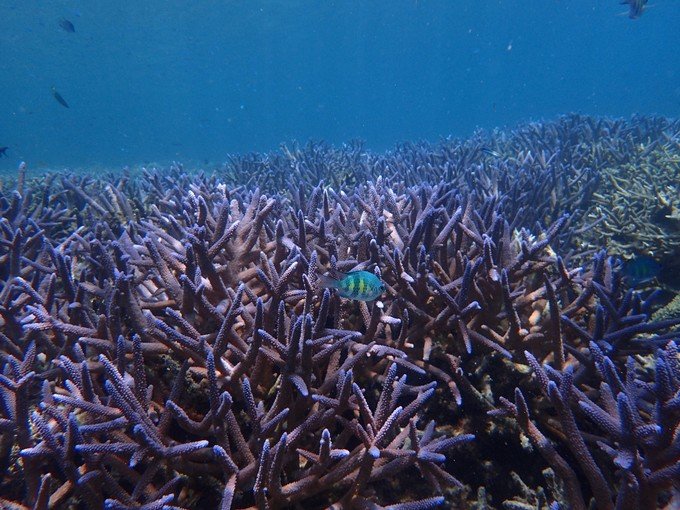 一起去帕劳旅游,去帕劳旅游自由行攻略