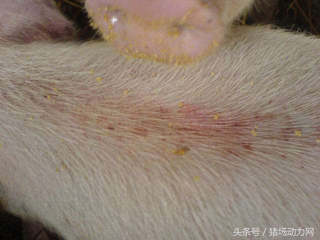 母猪发烧流产鼻子流脓,母猪产后发炎严重流脓原因