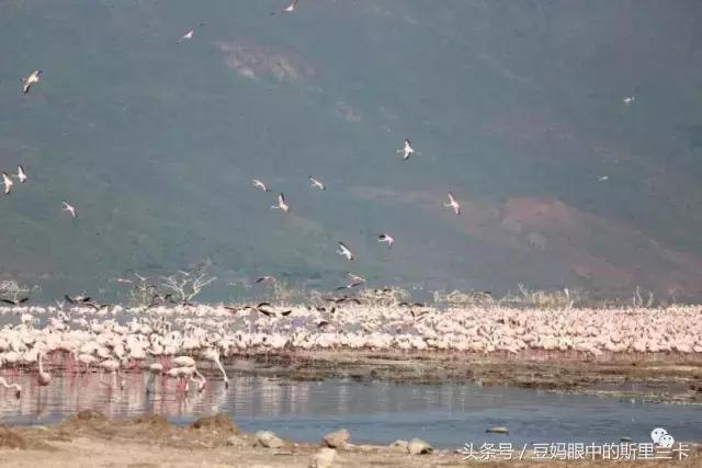 风动？树动？心动！致你，Kenya