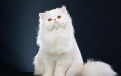 纯种山东狮子猫的特点是什么？山东狮子猫和波斯猫的区别