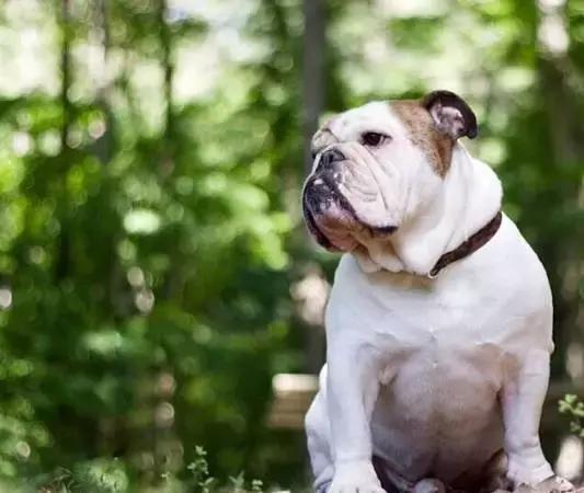 斗牛犬产前征兆,法国斗牛犬小崽平胸怎么预防