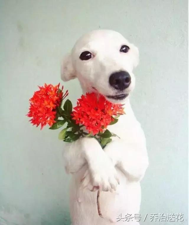 你见过有如此灵性的狗吗,难得一见的好看狗