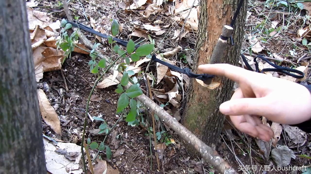 荒野求生实用的野鸡兔子脖套陷阱