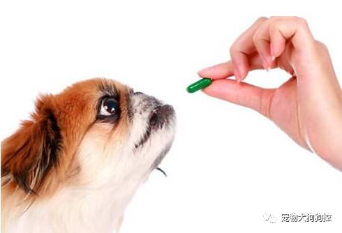 狗狗驱虫前洗澡还是驱虫后洗澡,狗狗体外驱虫什么时候再驱虫