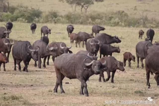 风动？树动？心动！致你，Kenya