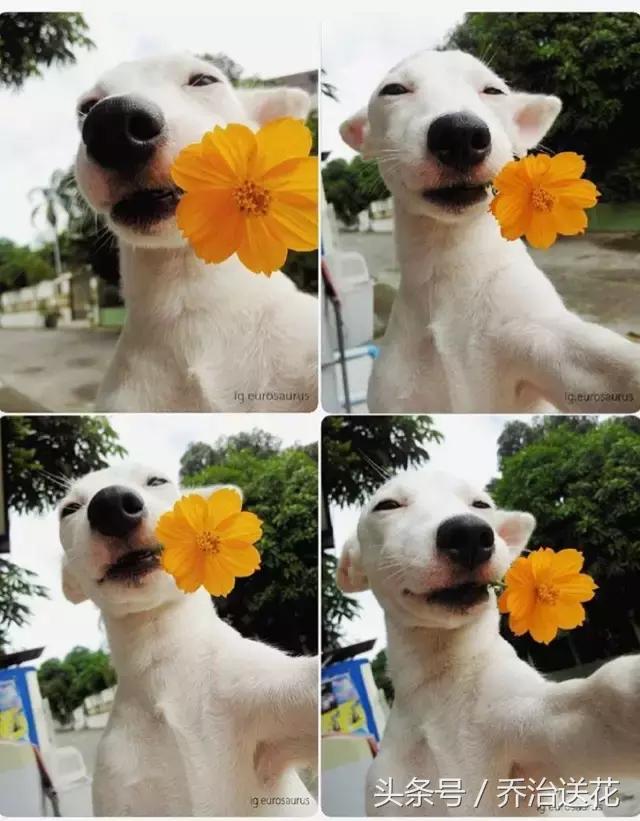 你见过有如此灵性的狗吗,难得一见的好看狗