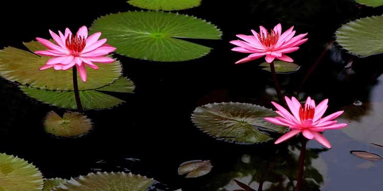 鱼缸养睡莲的养殖方法视频,家庭养睡莲用多大的缸合适