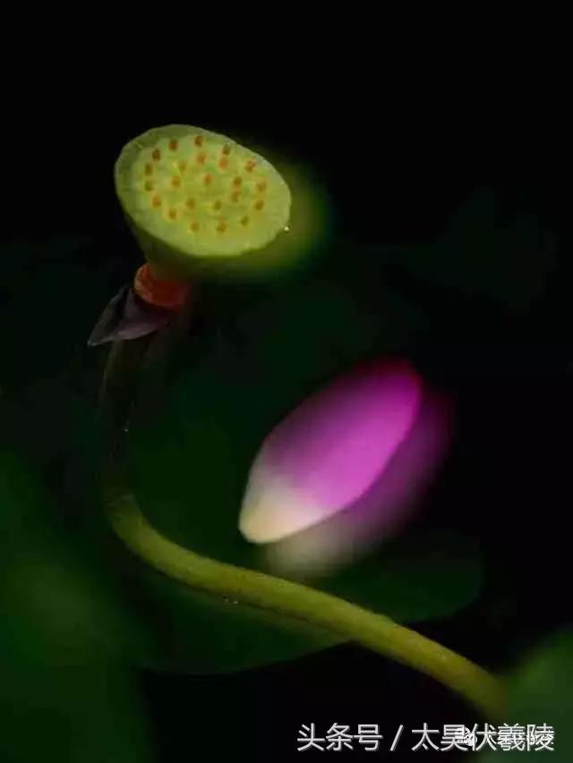 淮阳龙湖风景区荷花几月盛开,龙湖赏荷旅游月启幕