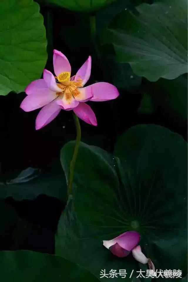 淮阳龙湖风景区荷花几月盛开,龙湖赏荷旅游月启幕