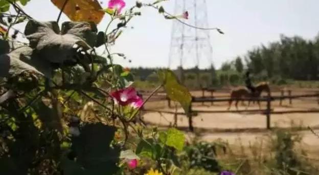 中国十大休闲农庄,国内最成功的五个休闲农场