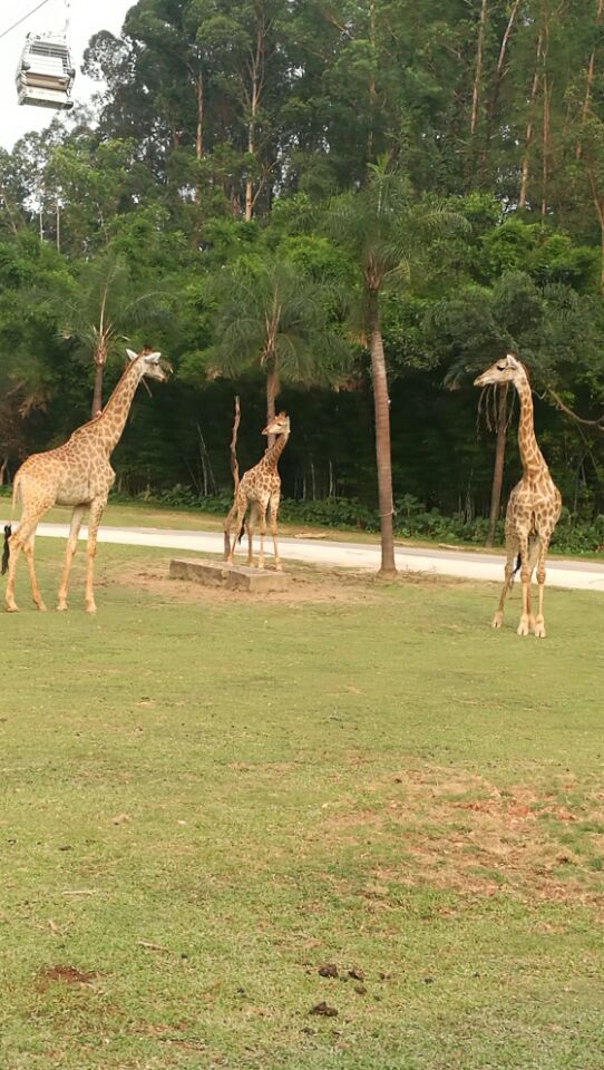 广东长隆野生动物园旅游攻略图片,长隆野生动物园国宝有几只