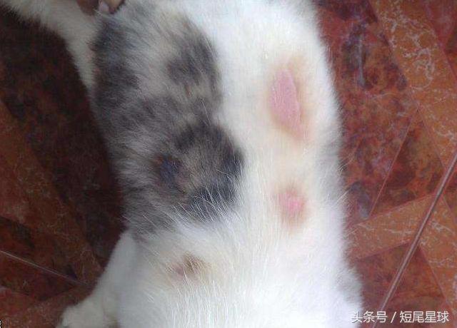 兔子夏季脱毛怎么弄,兔子夏季脱毛是怎么回事