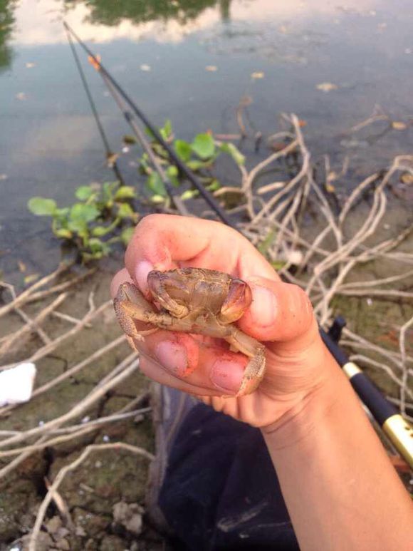 螃蟹闹窝如何开饵,夜钓螃蟹虾闹窝该怎么处理