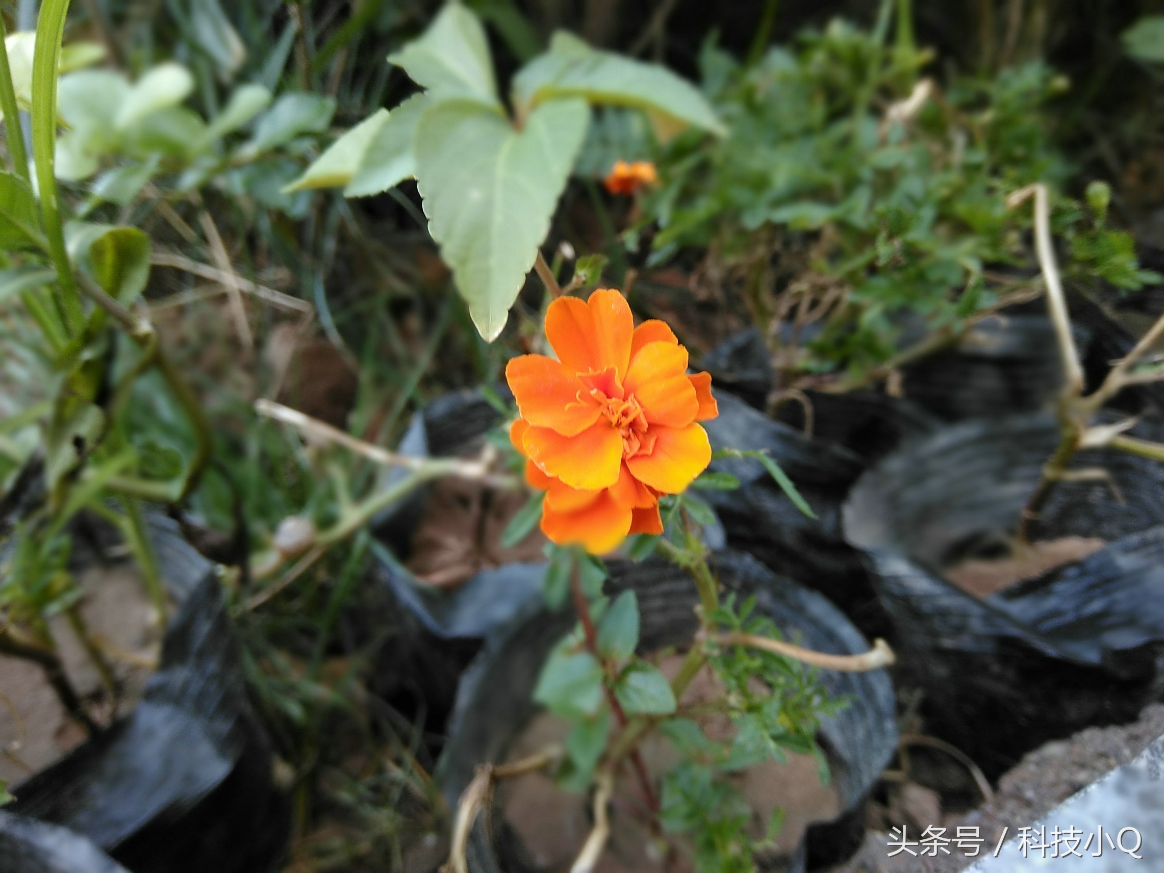 中兴小鲜5测评,中兴小鲜5支持全网4g