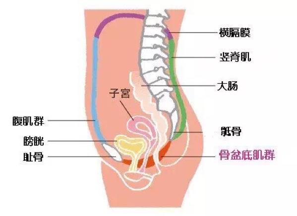 怀孕后要做的事情流程图文详解,怀孕做什么运动可以快速生产