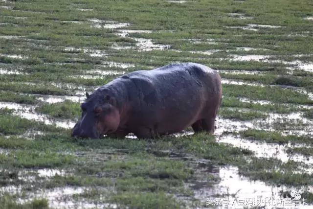 风动？树动？心动！致你，Kenya