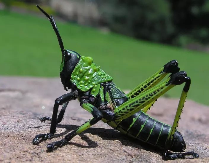 思维导图解读16位中国诗坛大家,思维导图解读唐玄宗