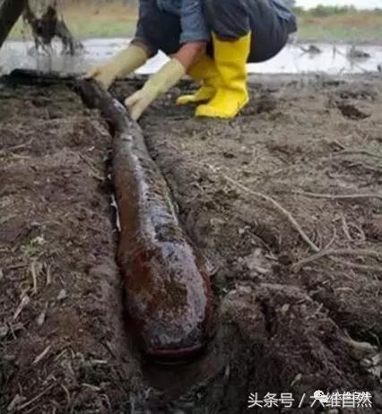 电鳗在水里是不是没有天敌,电鳗真的在水中是没有对手吗