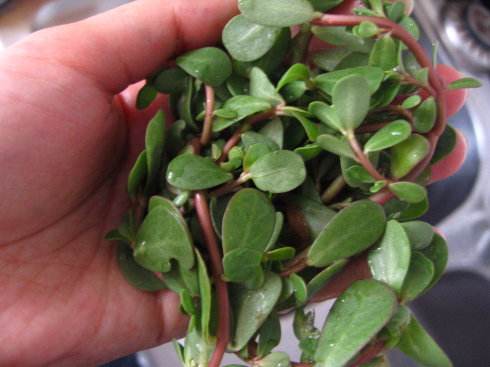 有像痣一样的小红点不痛不痒,身上长小红点像小白点