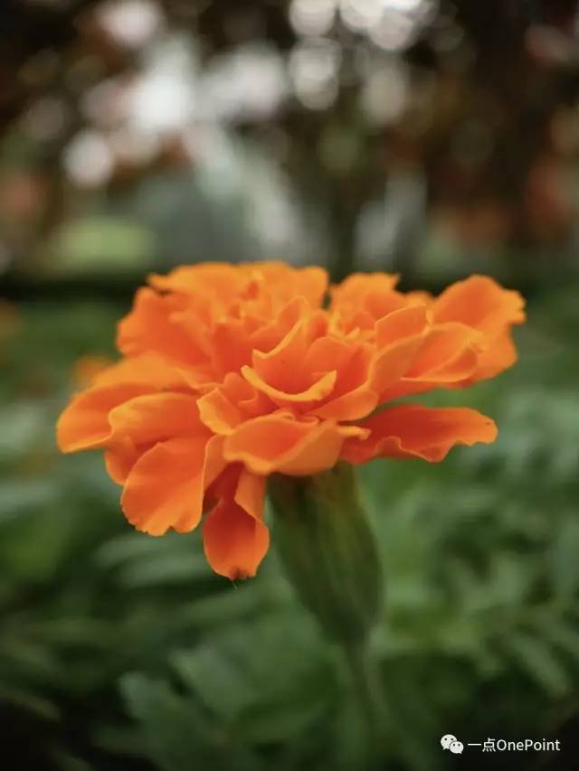 手机附加镜使用,你真的会用iphone辅助功能吗