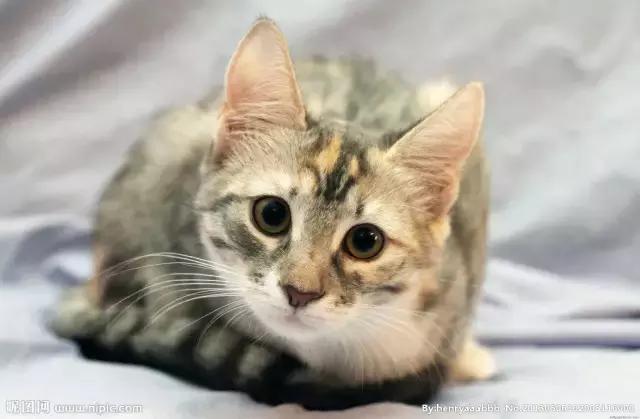 养猫有猫癣家里怎么消毒,养猫手册