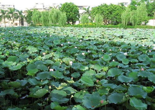 杨修之死感悟赏析,杨修之死逐句翻译