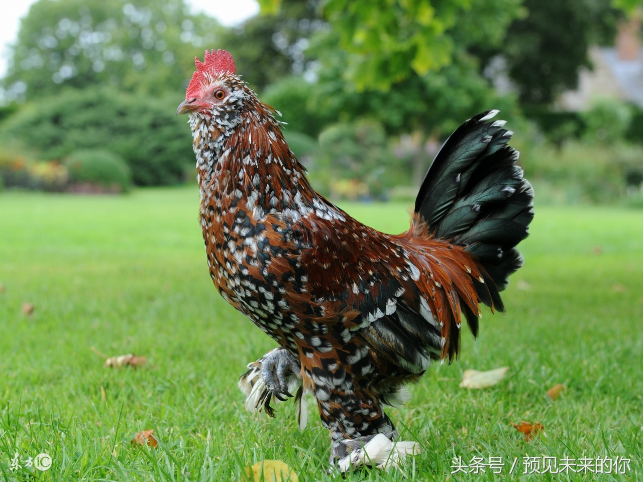 生肖鸡四喜临门,属鸡人遇马年好不好