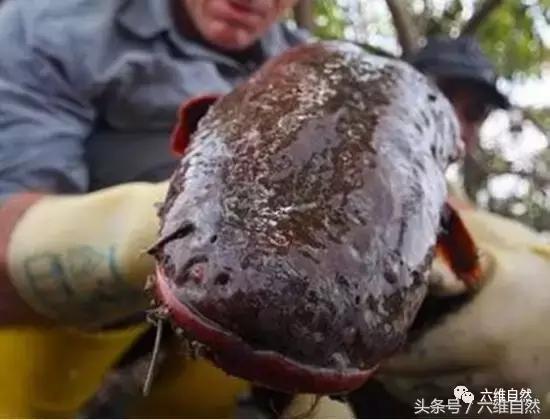 电鳗在水里是不是没有天敌,电鳗真的在水中是没有对手吗