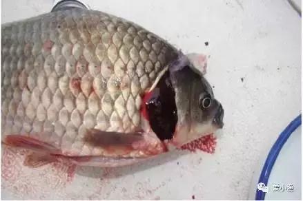 异育银鲫病毒性鳃出血病预防与控制技术