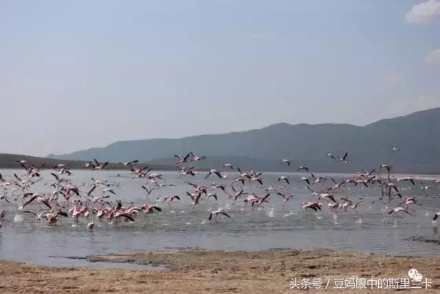 风动？树动？心动！致你，Kenya